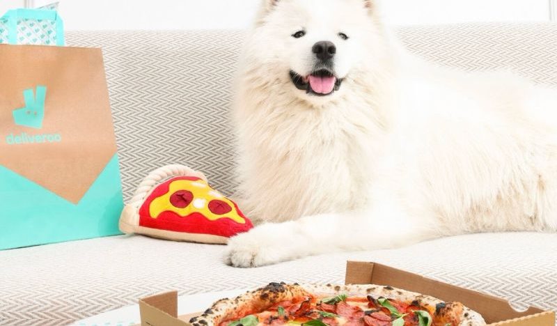 Deliveroo'nun köpeklere özel kampanyası