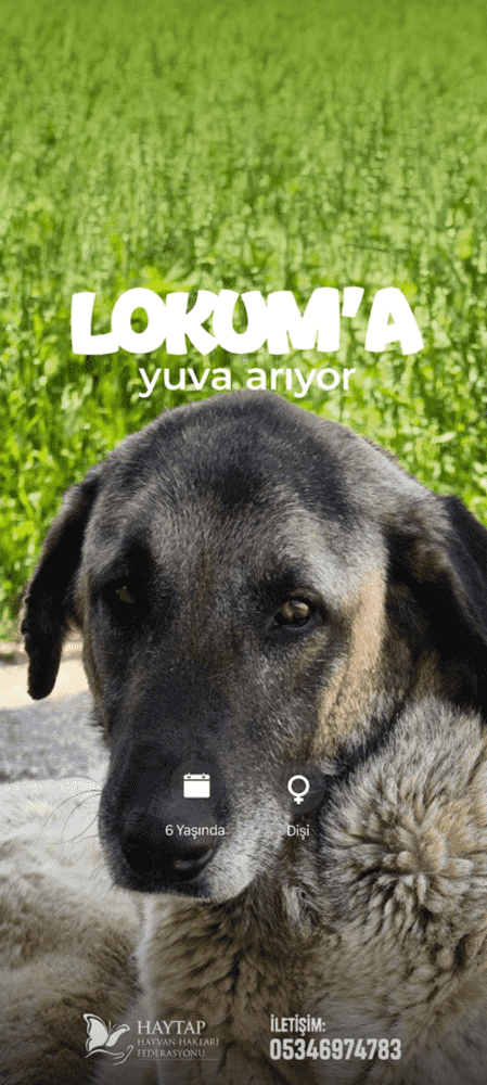 iPhone Iletisim Posteri.3 1