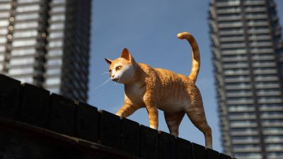Dreamies reklam kampanyası