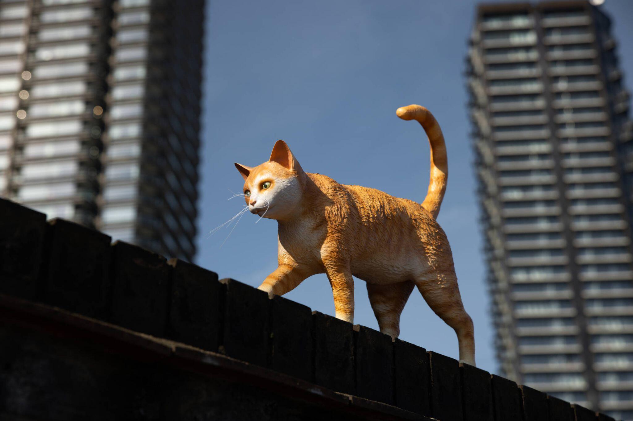 Dreamies reklam kampanyası