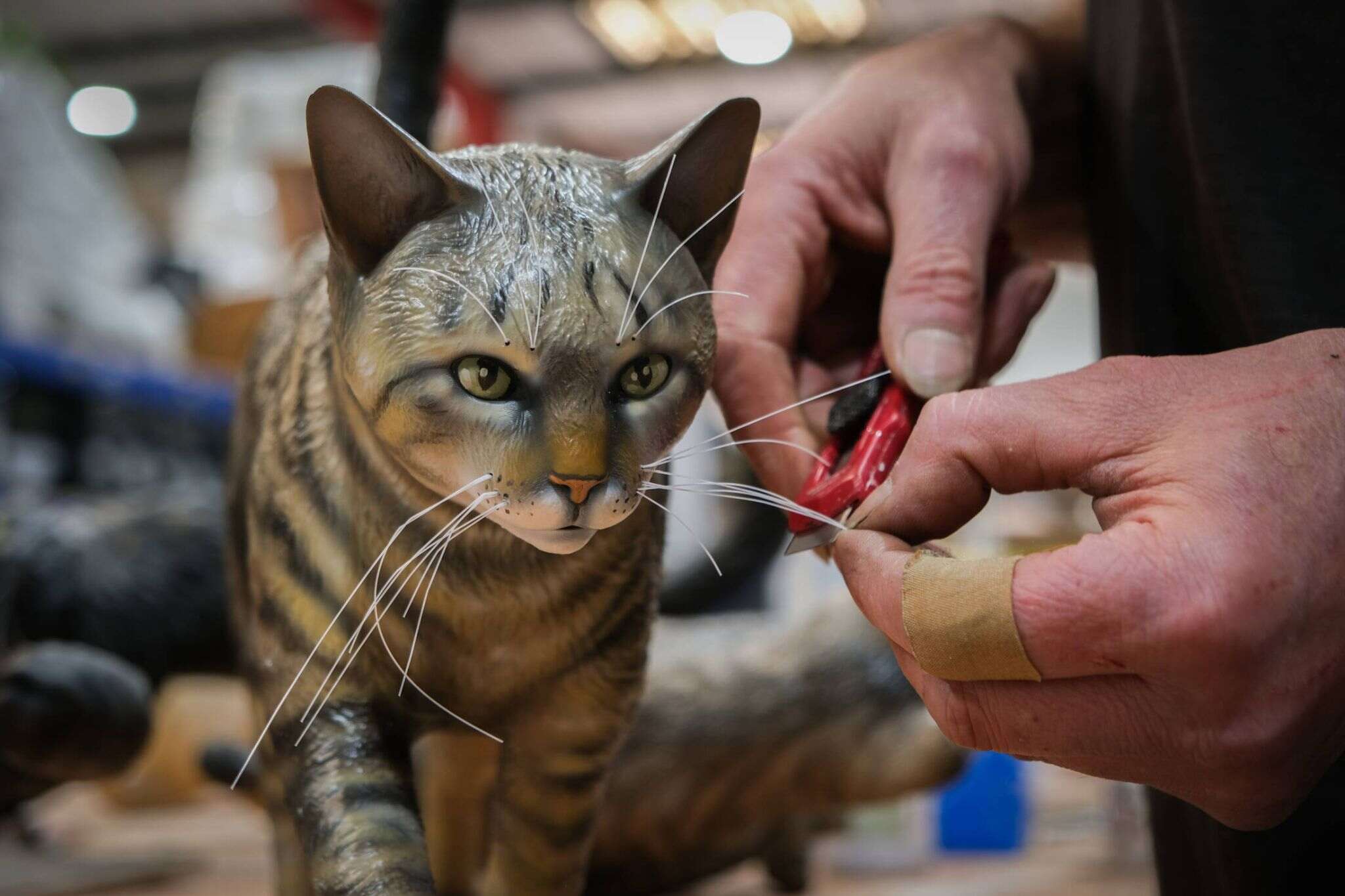 Dreamies reklam kampanyasi.3 1
