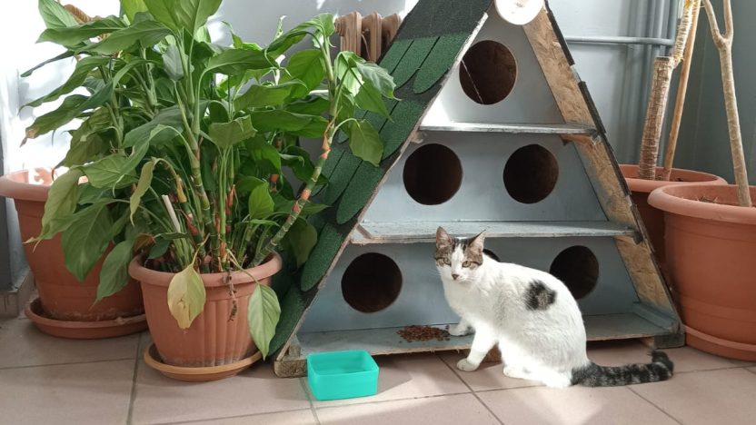 Enerjisa Üretim Evcil Dost Desteği
