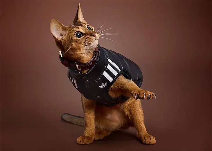 adidas Pet Koleksiyonu.1