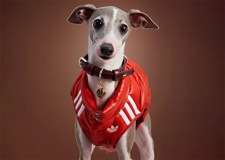 adidas Pet Koleksiyonu.3
