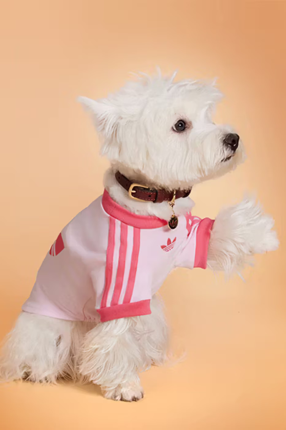 adidas Pet Koleksiyonu.5