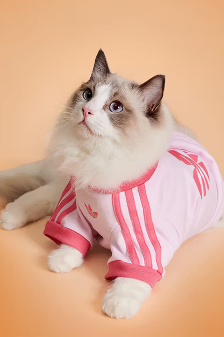 adidas Pet Koleksiyonu.6