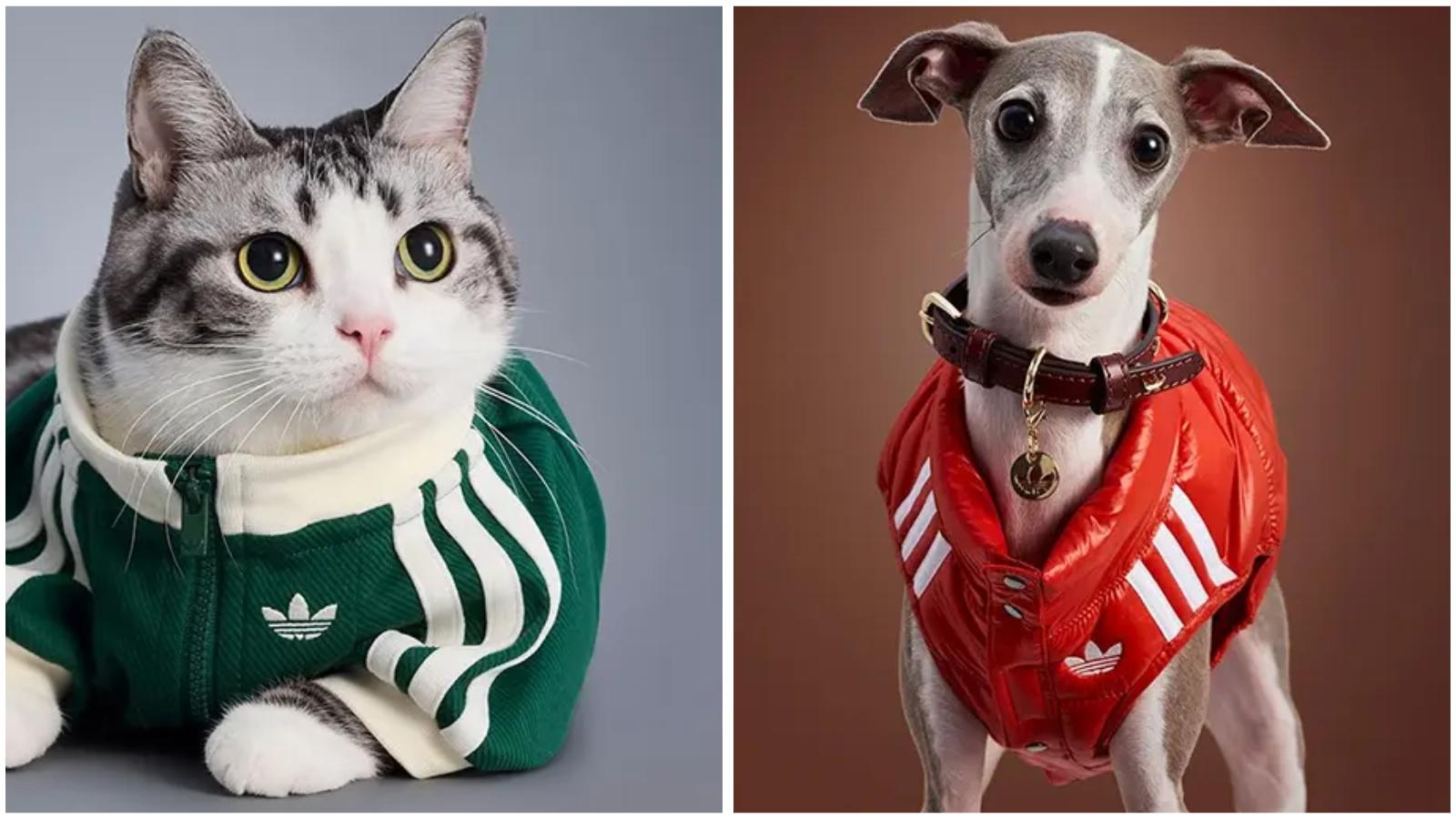 adidas Pet Koleksiyonu