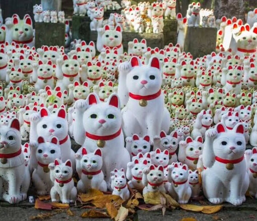 cats2 1