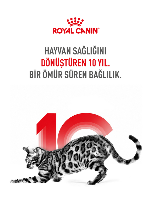 Kedi KV 1