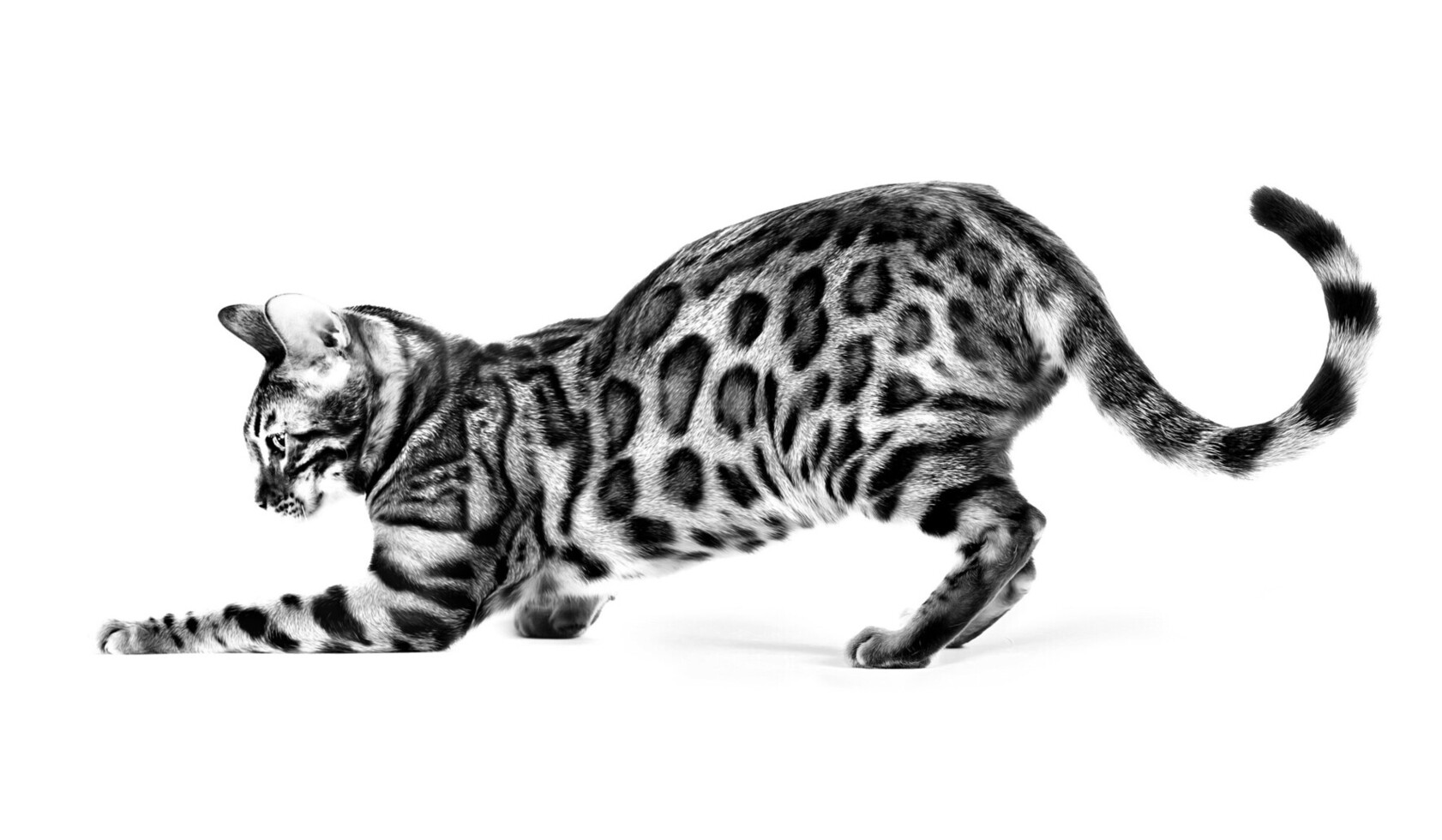 kedi royal 1
