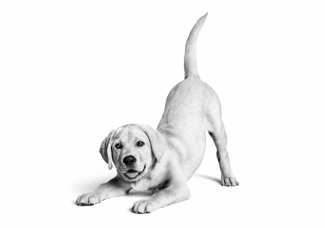 royal canin kopek