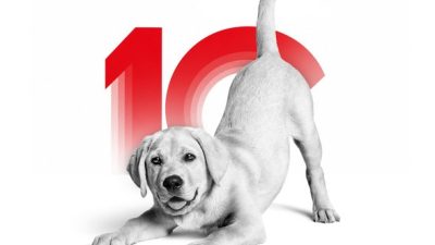 Royal Canin