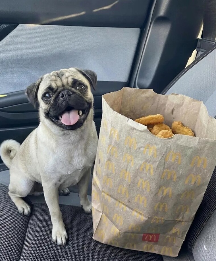Köpeğinin Adı Nugget Çıkınca Bir Poşet Dolusu Nugget Aldı 3 nugget 1